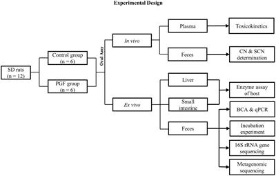 Impact of intestinal microbiota on metabolic toxicity and potential detoxification of amygdalin